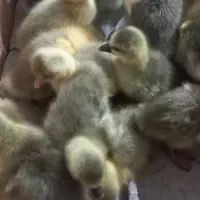 جوجه غاز و قوغاز