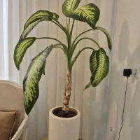 گل  اپارتمانی