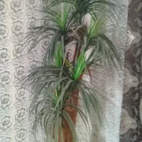 گلدان درخت نخل مصنوعی|گل مصنوعی|کرمانشاه, |دیوار