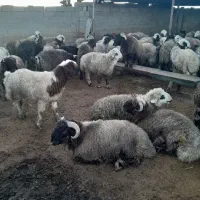 بره بره پرواری