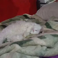 پرشین عروسکی|گربه|زاهدان, |دیوار