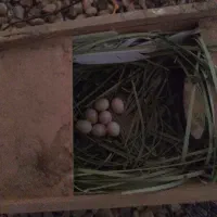 جفت فنج نرگسی