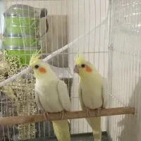 جوجه عروس هلندی لوتیتو چشم شرابی نژاد کینگ