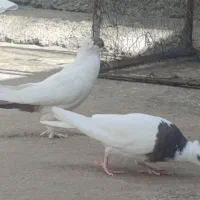 دو کبوتر‌راهب زینتی و‌طوقی