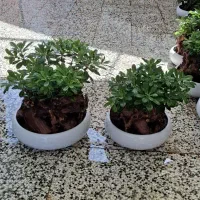 بنسای میخک