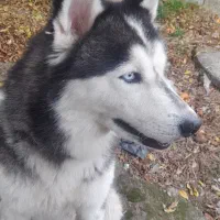 واگذاری سگ هاسکی