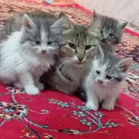 گربه واگذار میشه