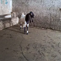 چپش نر