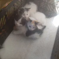 سه عدد بچه گربه ملوس