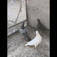 سینه سفیدگورهی‌پلاکی|پرنده|مبارکه, |دیوار