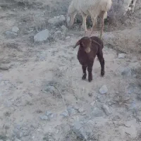 بره شیری