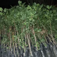 فروش نهال پسته درجه یک