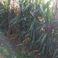 گل طبیعی یوگاه|گل و گیاه طبیعی|رشت, شالکو|دیوار