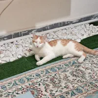 گربه نر دوسالهdsm