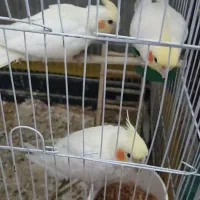 عروس هلندی