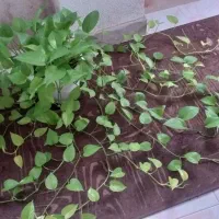 درختچه یوکا،پتوس نئون،لیندا|گل و گیاه طبیعی|نور, |دیوار