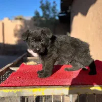 واگذاری سگ ژرمن بلک نر اصیل