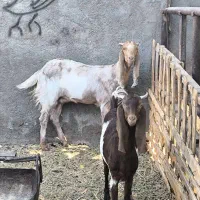 بز پاکستانی