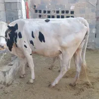 یک گاو ابستن و شنگل یازده ماهه