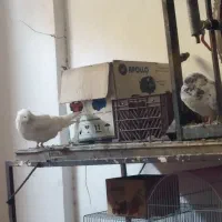 یک جفت کبوتر