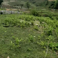 فروش ویژه ی زمین در سوادکوه شهر زیراب