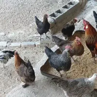 فروش فوری مرغ و خروس خانگی