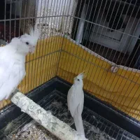 یک جفت عروس هلندی سالم سالم