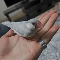 فنچ نرگسی سیلور|پرنده|تهران, زهتابی|دیوار