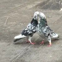 کفتر سار هفت رنگ و سار سیاه جفتگاه