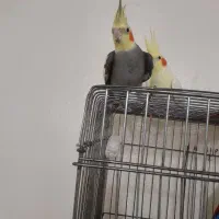 سه عدد عروس هلندی نر بالغ|پرنده|لنگرود, |دیوار