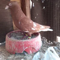 کبوتر دمسفید