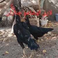 تخم مرغ نطفه دار اصل لاری اوشامو افغان|حیوانات مزرعه|چناران, |دیوار