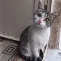 واگذاری رایگان گربه