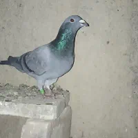 کبوتر مسافتی|پرنده|زهک, |دیوار