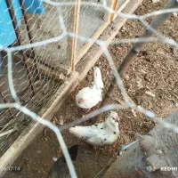 درود 2 عدد مرغ محلی گلین زیبا