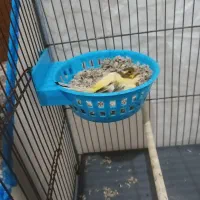 جفت قناری نر ماده|پرنده|هشتگرد, قاسم آباد بزرگ|دیوار