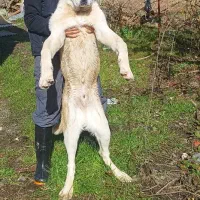 توله الابای|سگ|رشت, بازار|دیوار