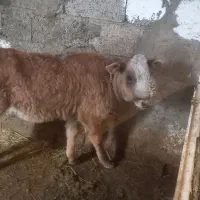 گوساله دورگ محلی پول نیازم