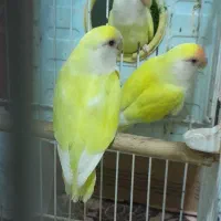 جوجه قناری محلی