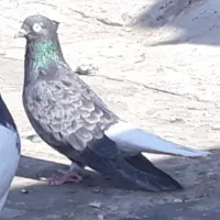 کبوتر