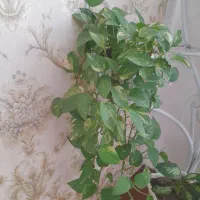 گلهای و گیاه خانگی