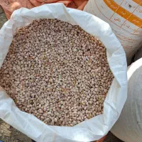 600 کیلو لوبیا چیتی|خوردنی و آشامیدنی|خرم بید, |دیوار