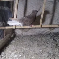 کفتر