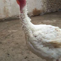 بوقلمون بیوتی