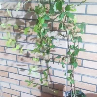 گل یاس امین دواله