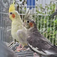 طوطی عروس هلندی|پرنده|ساری, |دیوار
