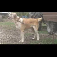 سگ نگهبان|سگ|قم, باغ پنبه|دیوار