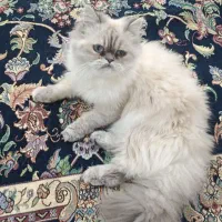 گربه هیمالین