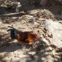 مرغ و خروس محلی