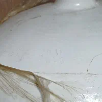 کپسول کاز cng پرایدی|قطعات یدکی و لوازم جانبی|شیراز, درکی|دیوار